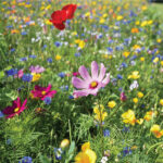 Perennial Wildflower Meadow - Includes 28+ Varieties