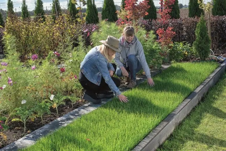 green grass from grass roll